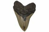 Serrated, Fossil Megalodon Tooth - North Carolina #236762-1